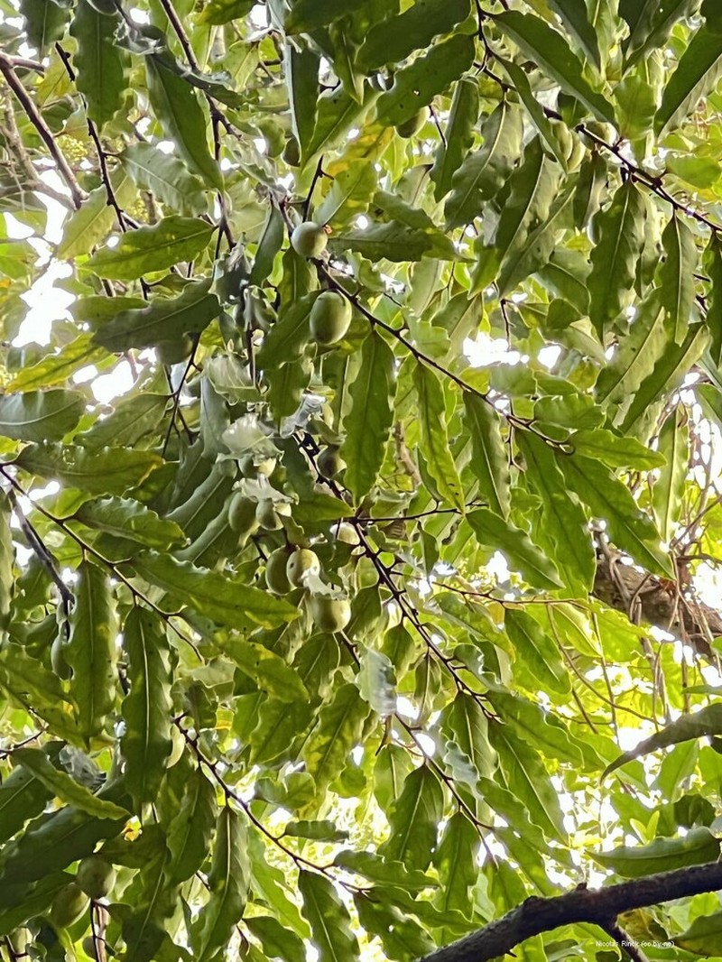 Diospyros macrocarpa photo 6