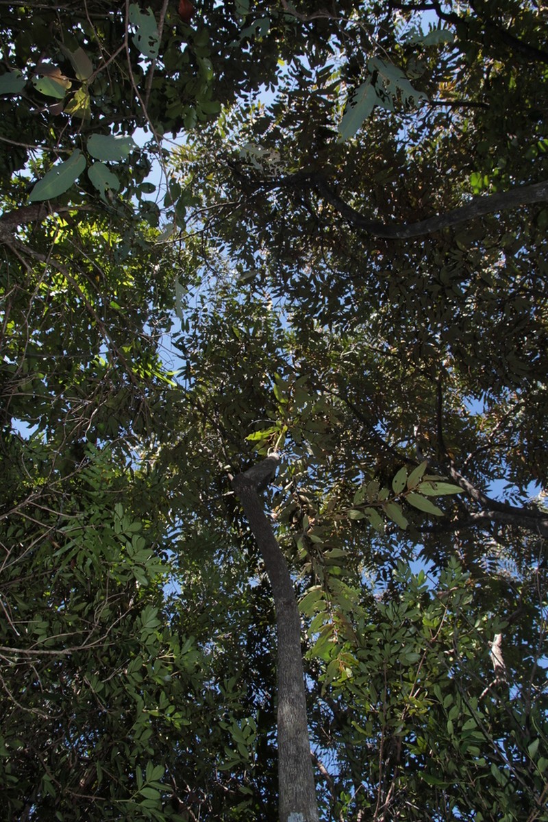 Diospyros macrocarpa photo 7