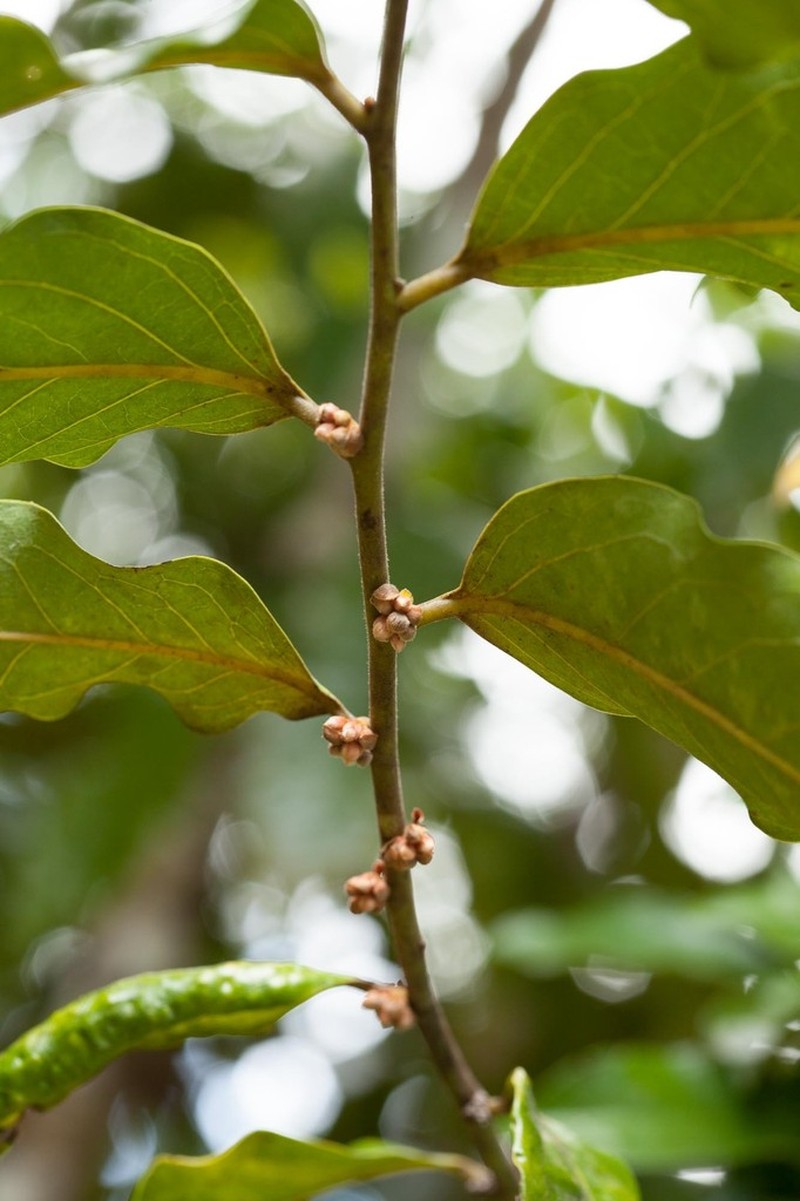 Diospyros macrocarpa photo 8