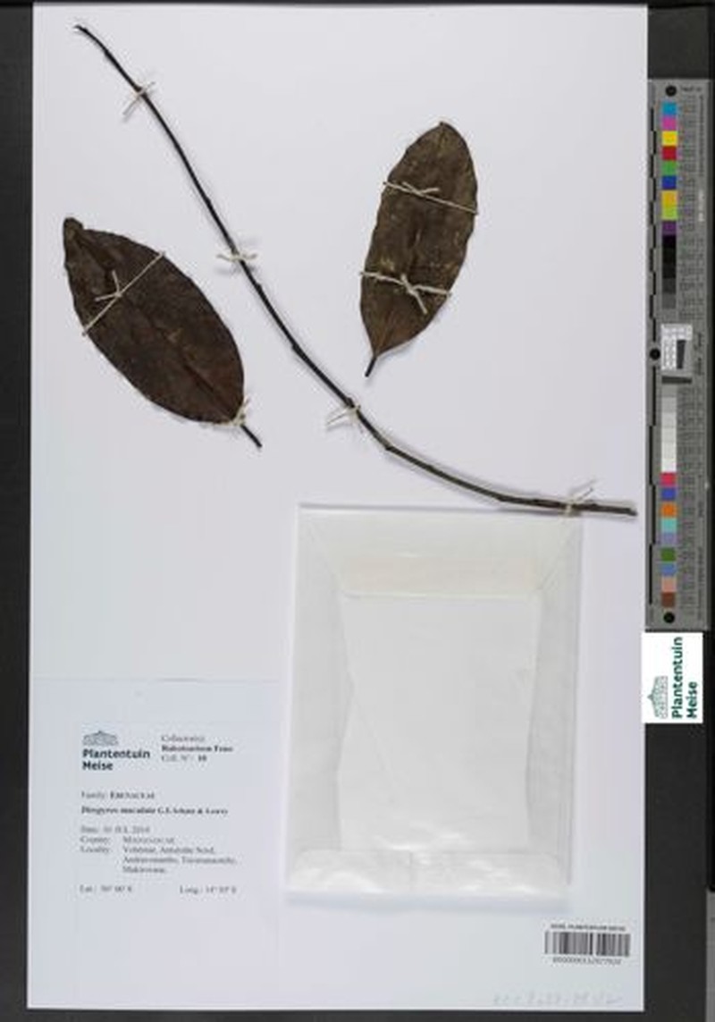 Diospyros maculata