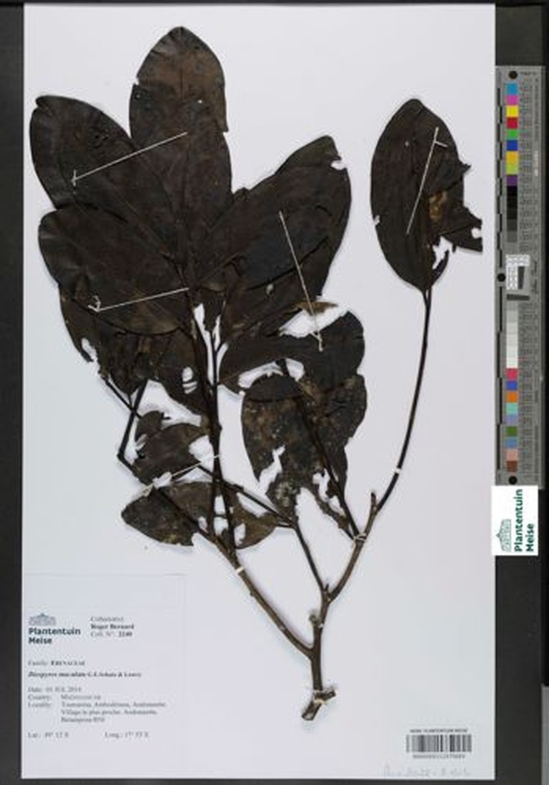 Diospyros maculata photo 2