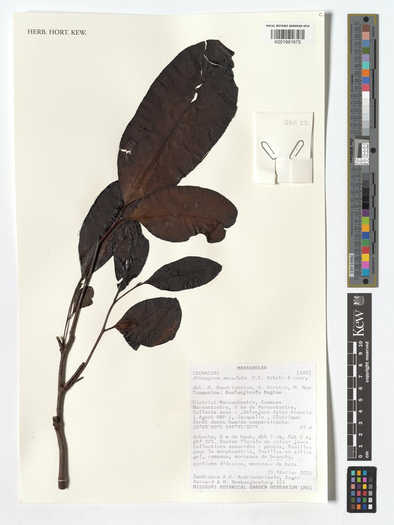 Diospyros maculata photo 3