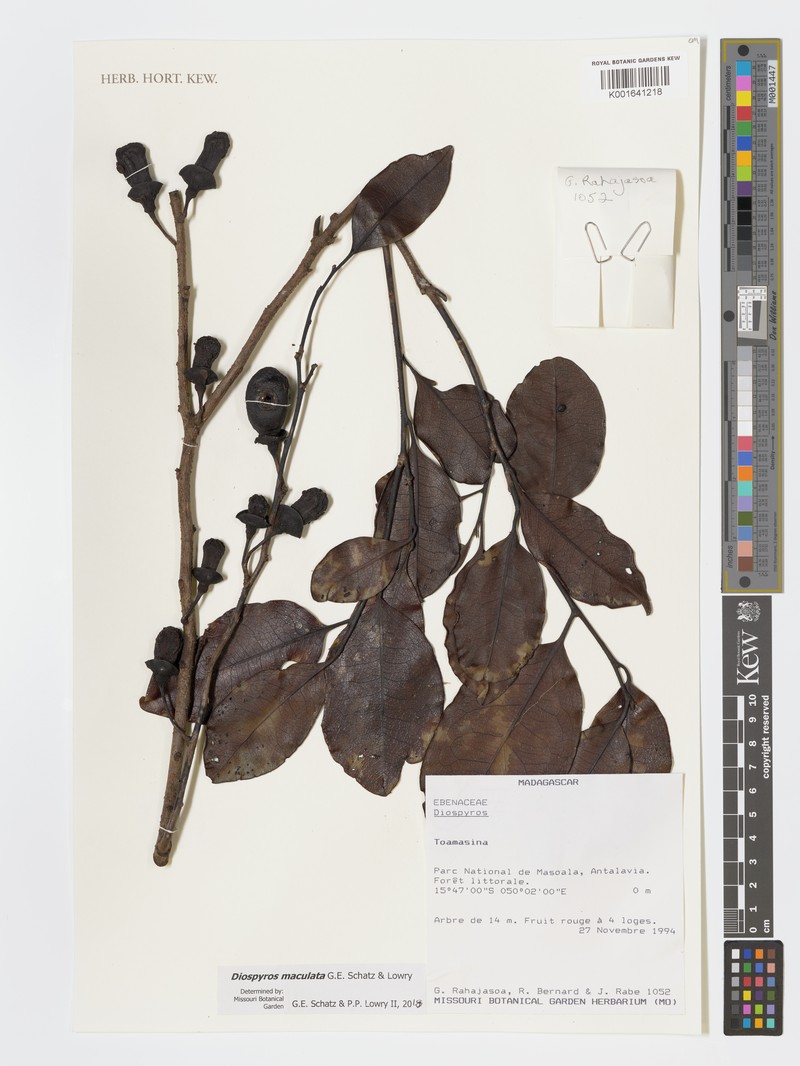 Diospyros maculata photo 4
