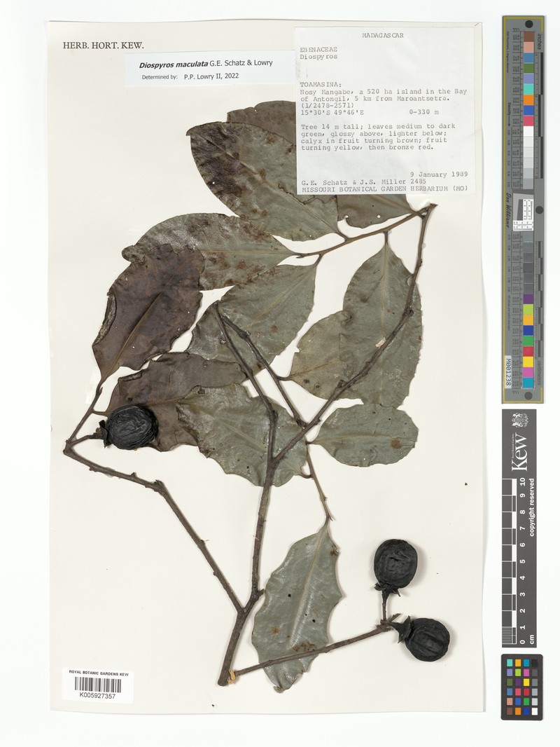 Diospyros maculata photo 5