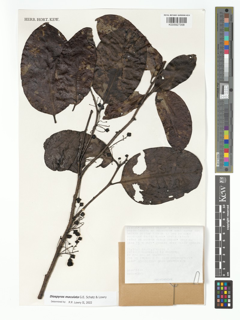 Diospyros maculata photo 6
