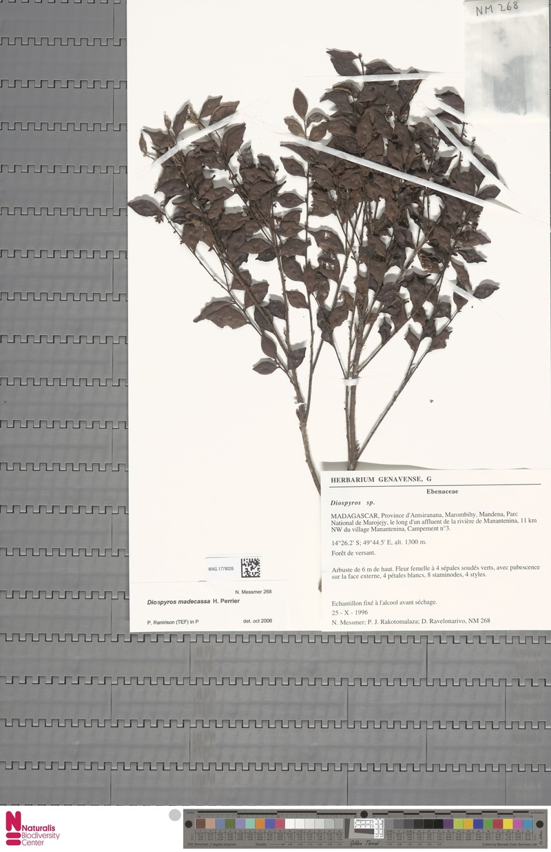 Diospyros madecassa