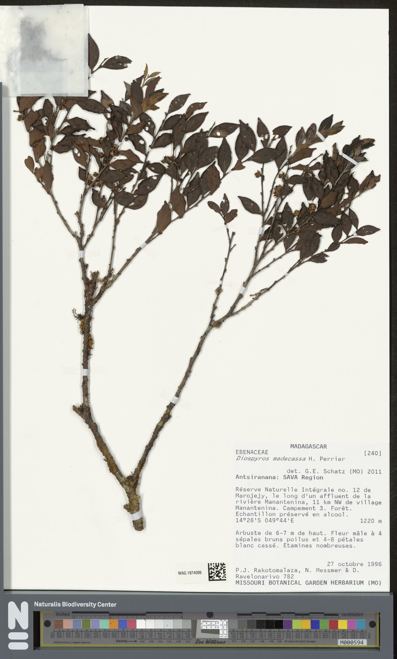 Diospyros madecassa photo 2