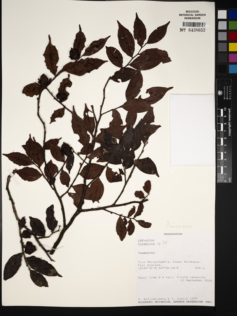 Diospyros madecassa photo 3