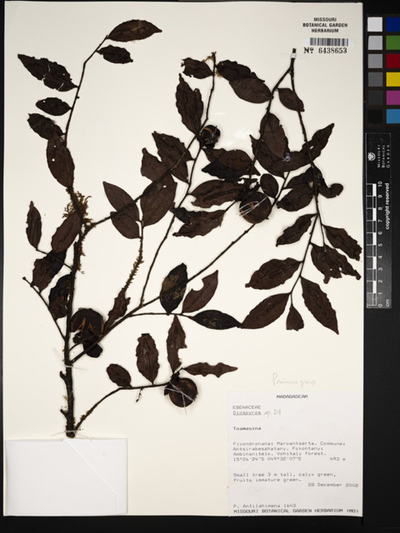 Diospyros madecassa photo 4