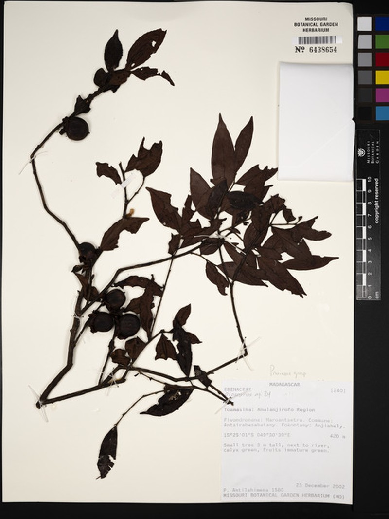 Diospyros madecassa photo 5