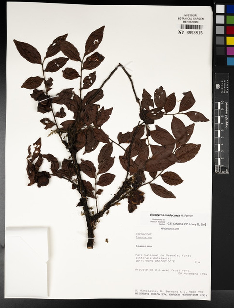 Diospyros madecassa photo 6