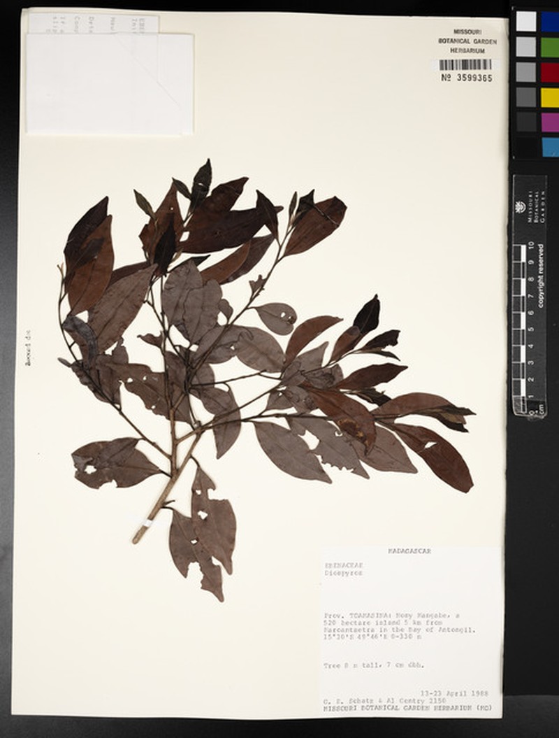 Diospyros madecassa photo 7