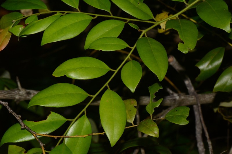 Diospyros mafiensis