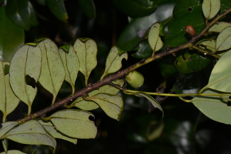 Diospyros mafiensis photo 2