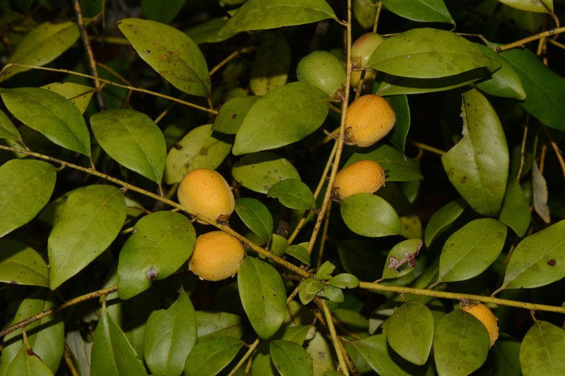 Diospyros mafiensis photo 3