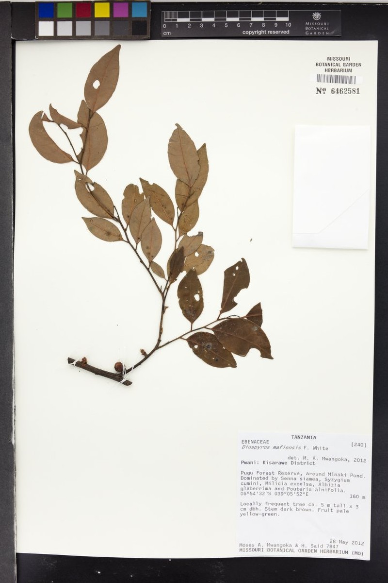 Diospyros mafiensis photo 4