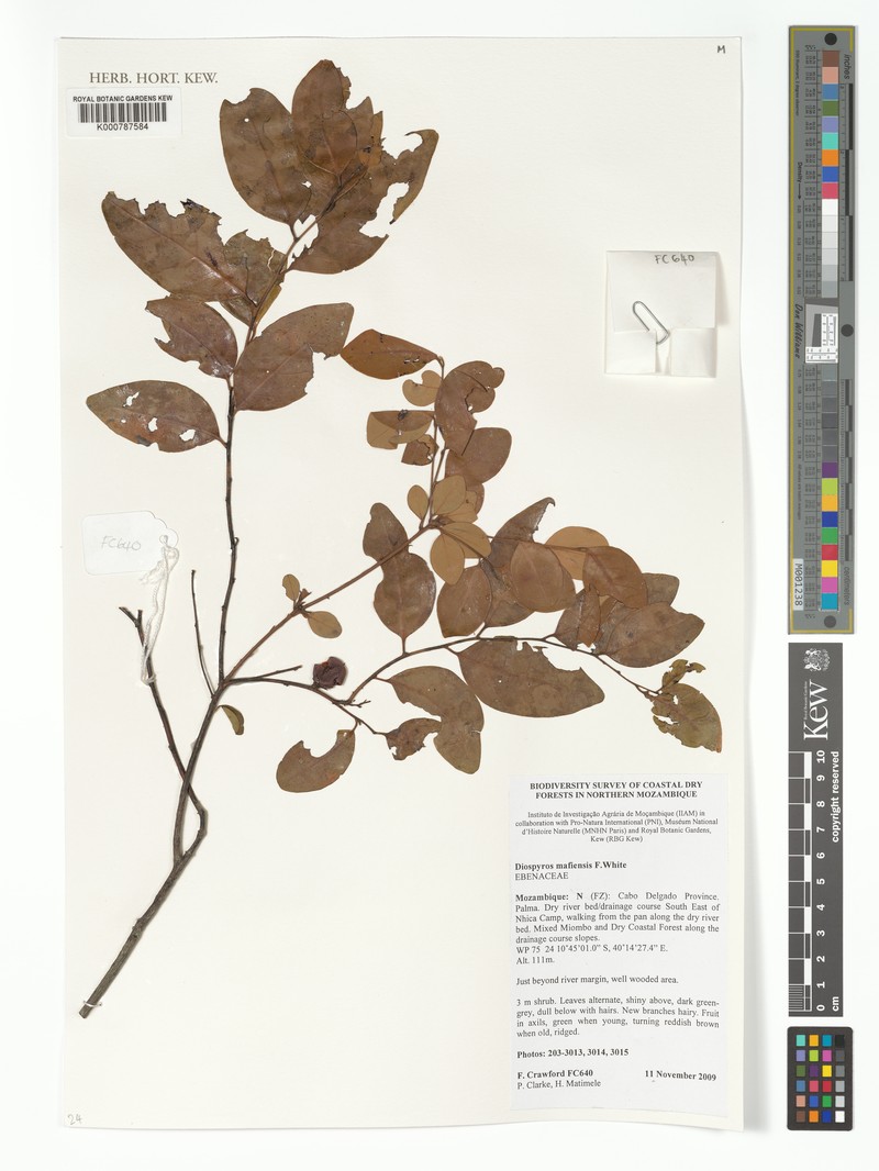 Diospyros mafiensis photo 5