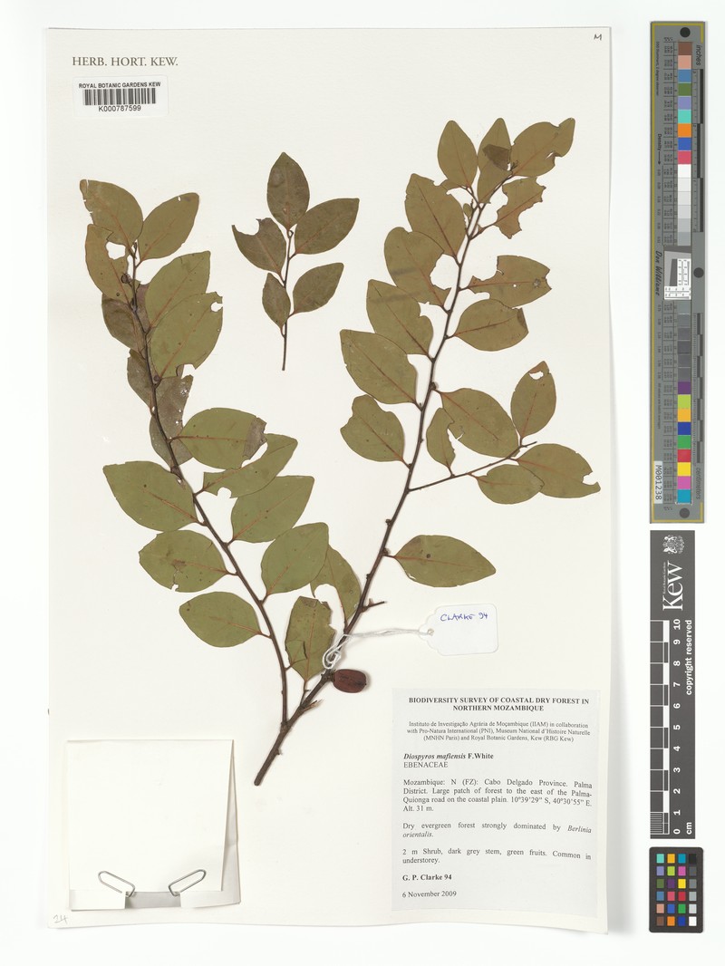 Diospyros mafiensis photo 6