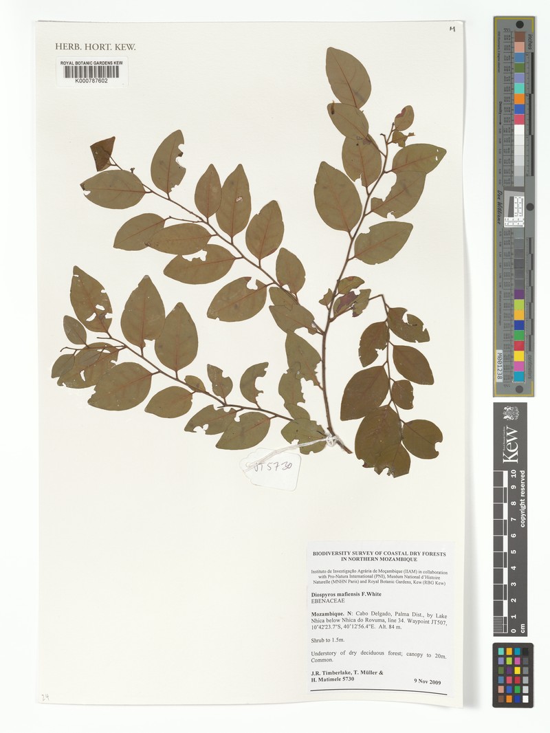 Diospyros mafiensis photo 7