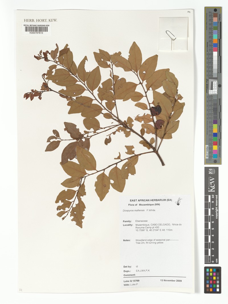 Diospyros mafiensis photo 8
