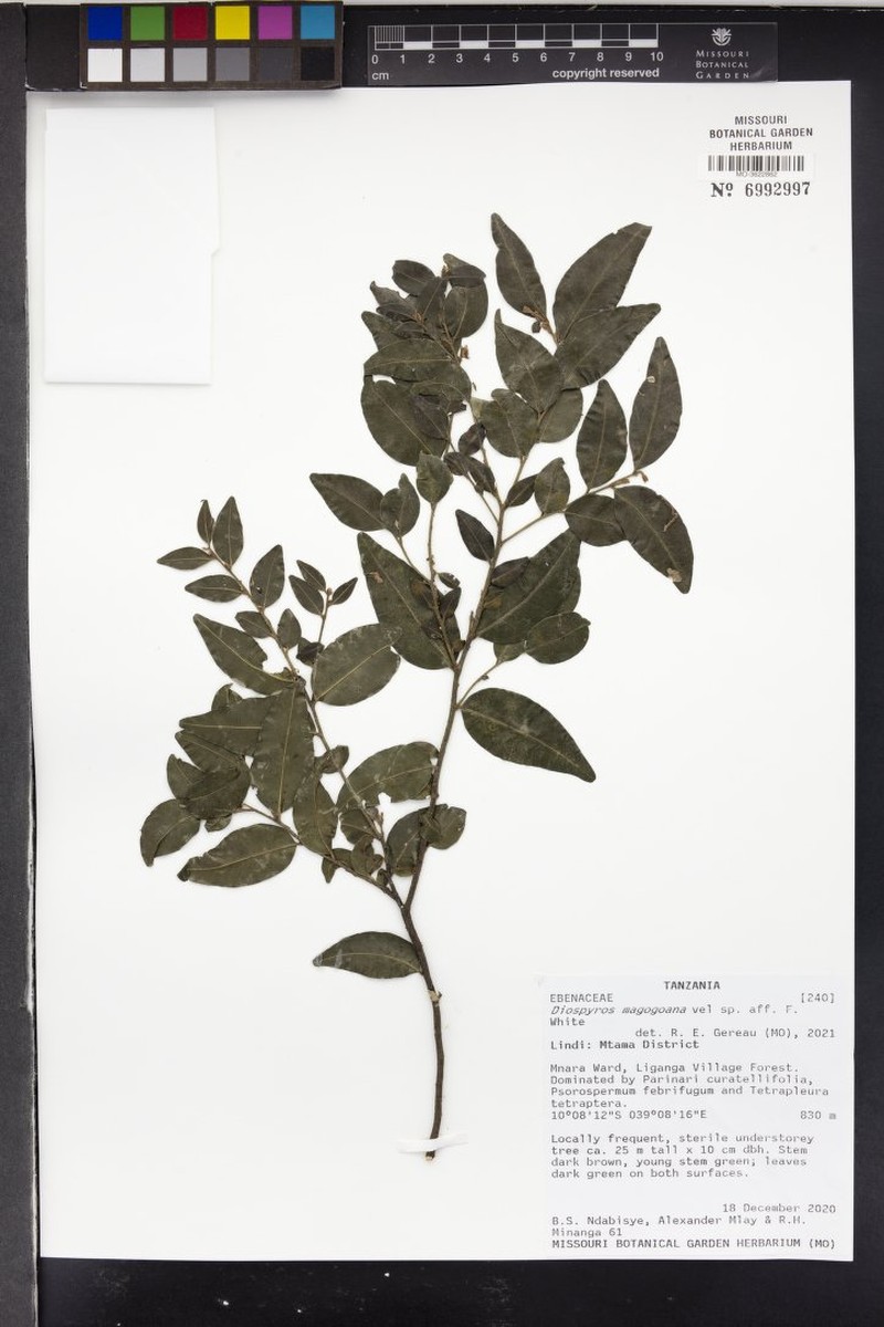 Diospyros magogoana