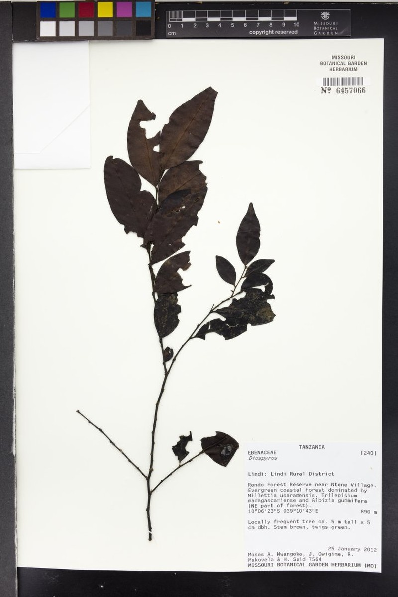 Diospyros magogoana photo 2