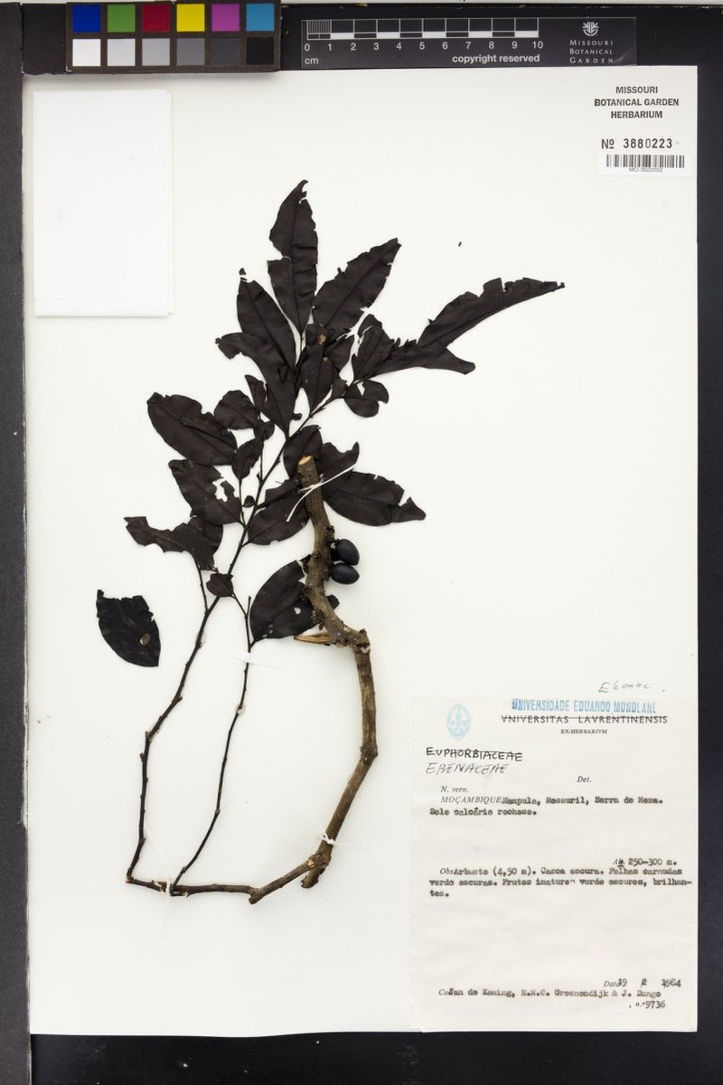 Diospyros magogoana photo 3