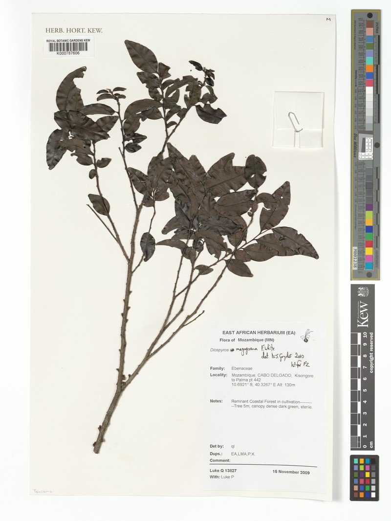Diospyros magogoana photo 4
