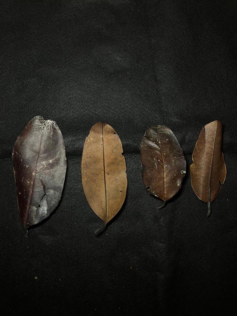 Diospyros maingayi photo 2