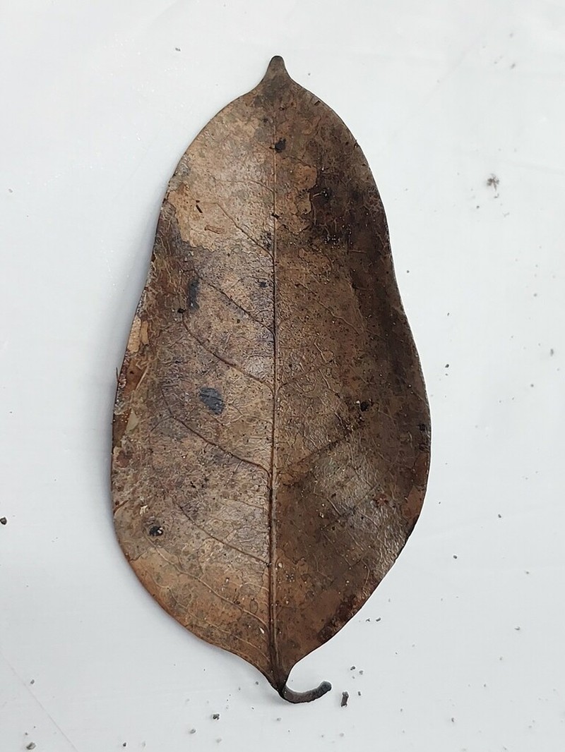 Diospyros maingayi photo 3