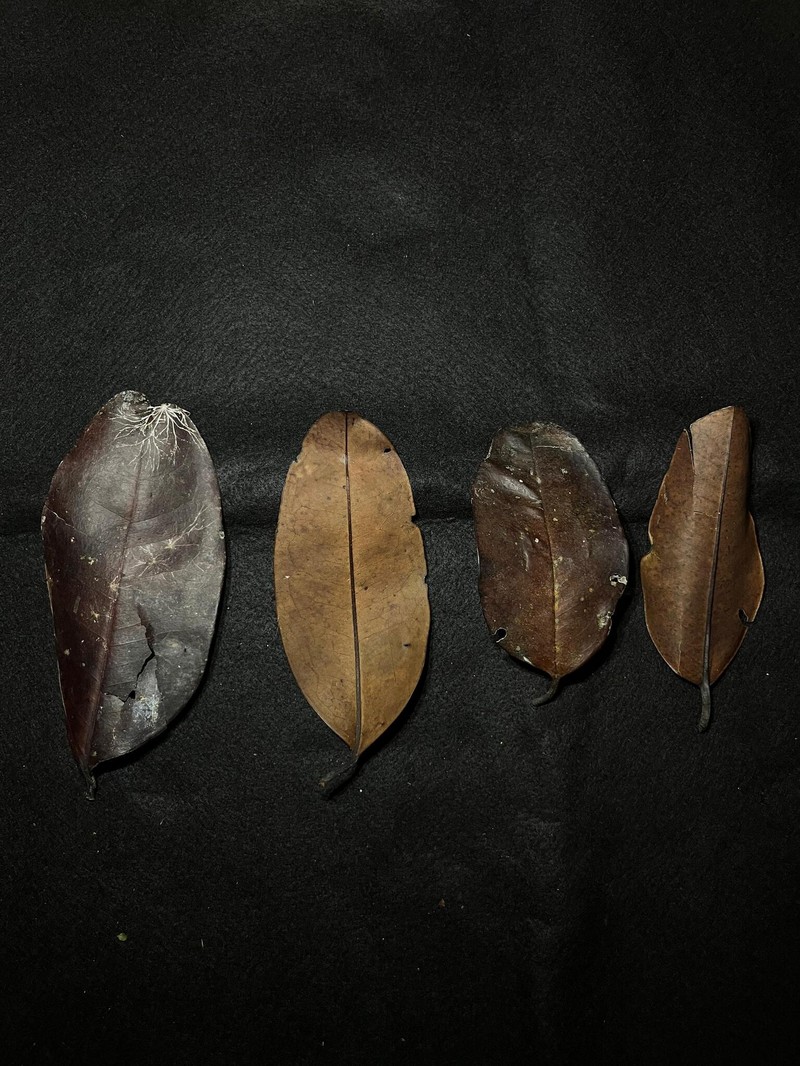 Diospyros maingayi photo 5