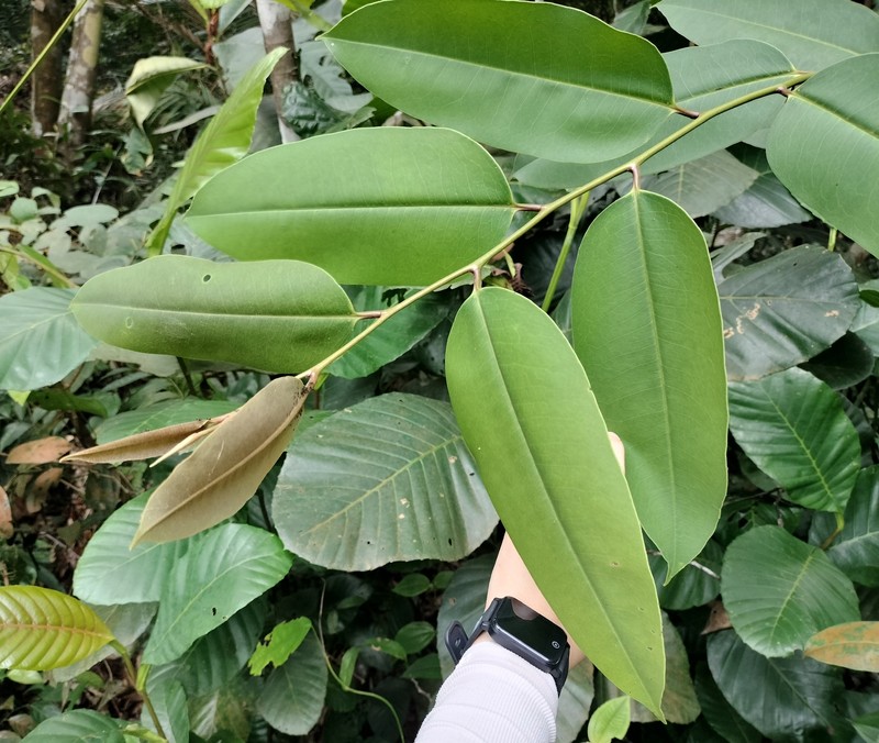 Diospyros maingayi photo 6