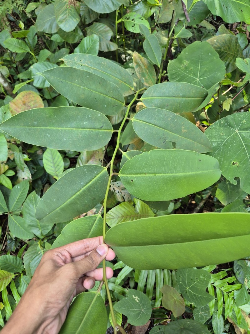 Diospyros maingayi photo 7