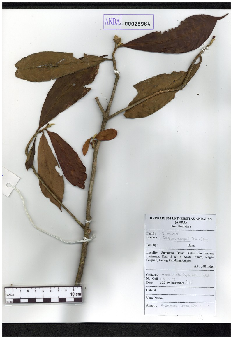 Diospyros maingayi photo 8