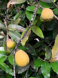 Diospyros major