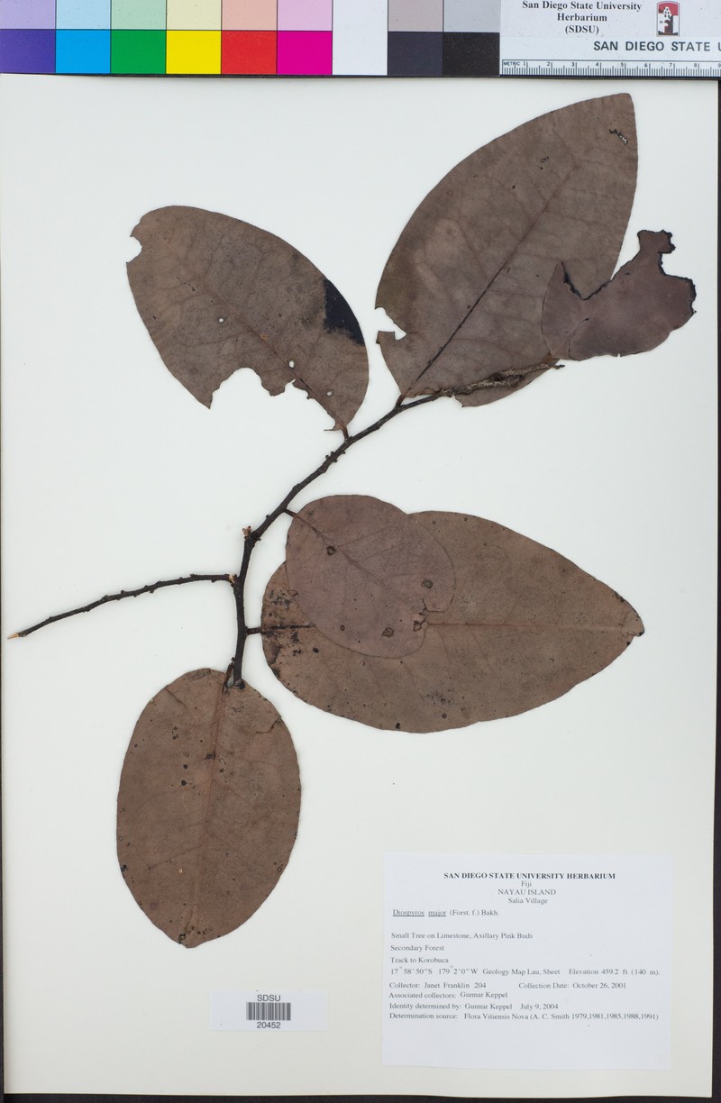 Diospyros major photo 2