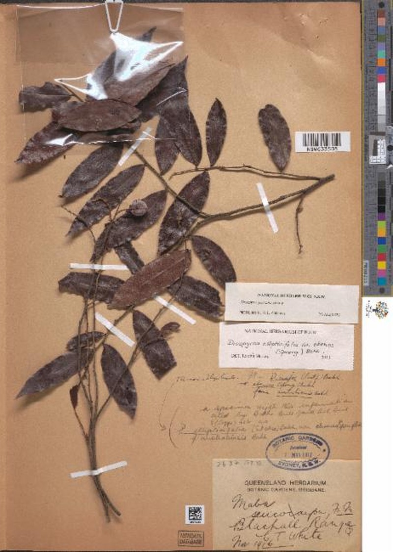 Diospyros major photo 3