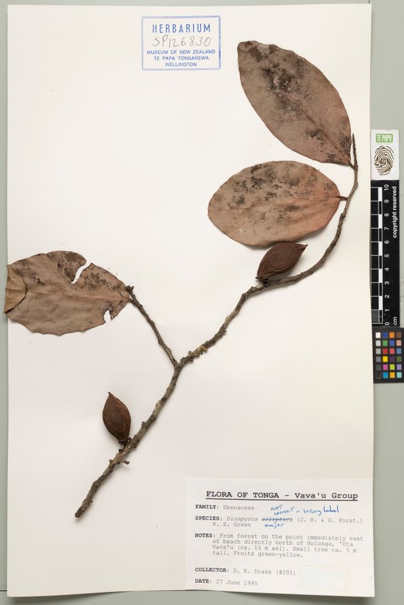 Diospyros major photo 4