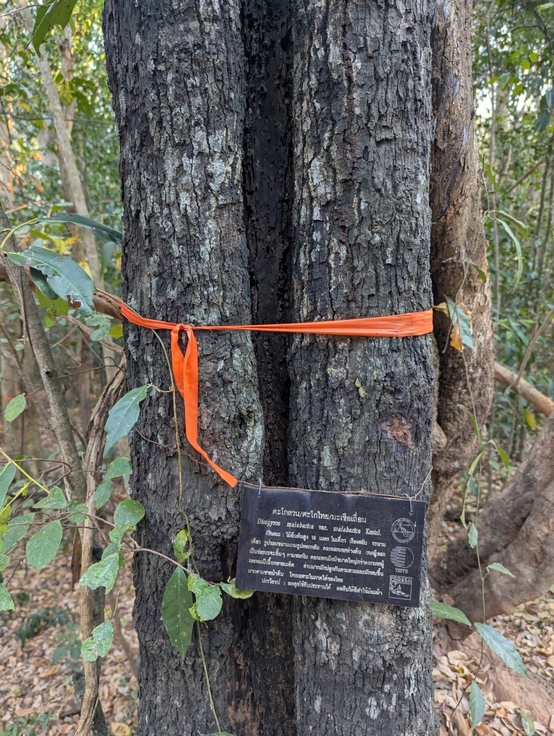 Diospyros malabarica photo 3