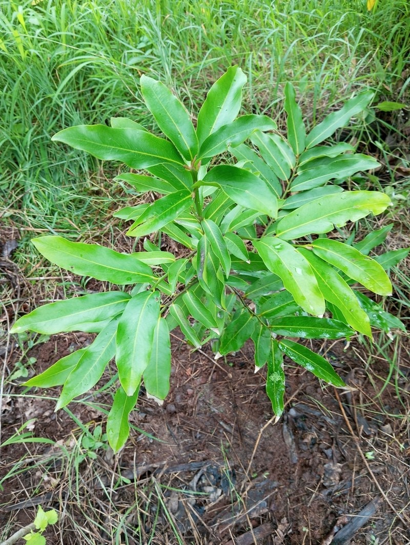 Diospyros malabarica photo 4