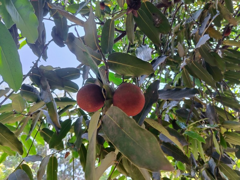 Diospyros malabarica photo 5