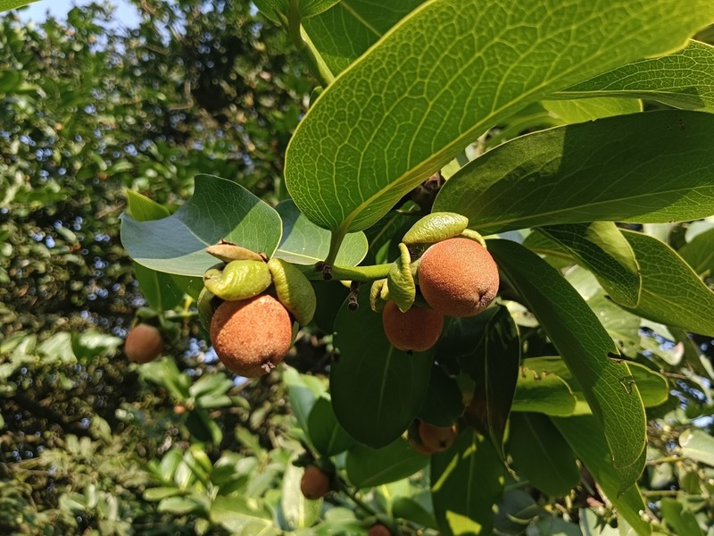 Diospyros malabarica photo 6