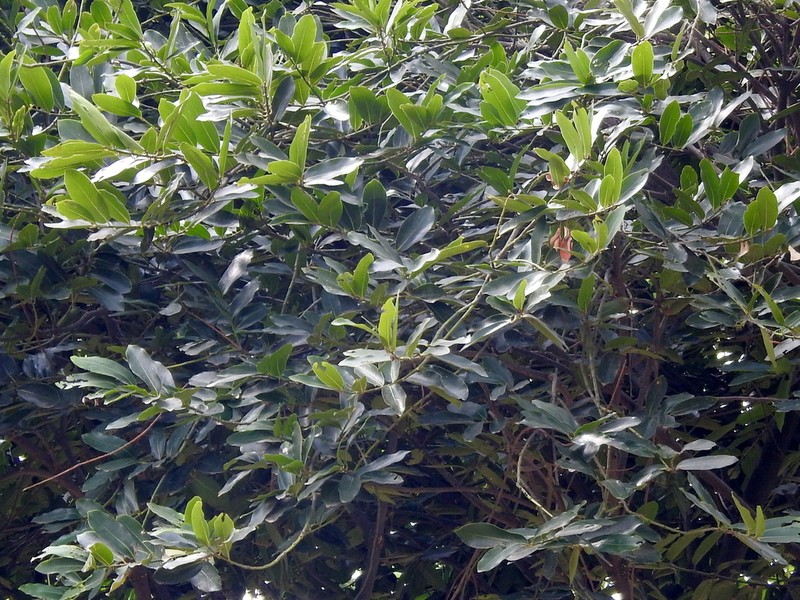 Diospyros malabarica photo 7
