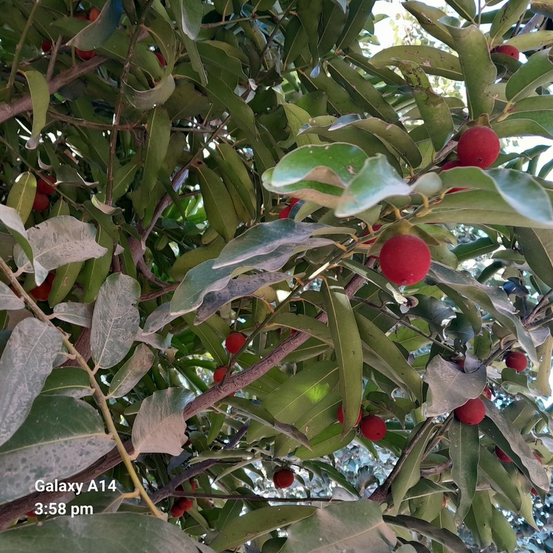 Diospyros malabarica photo 8