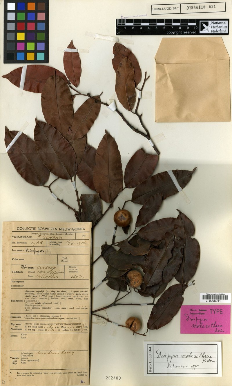 Diospyros malacothrix
