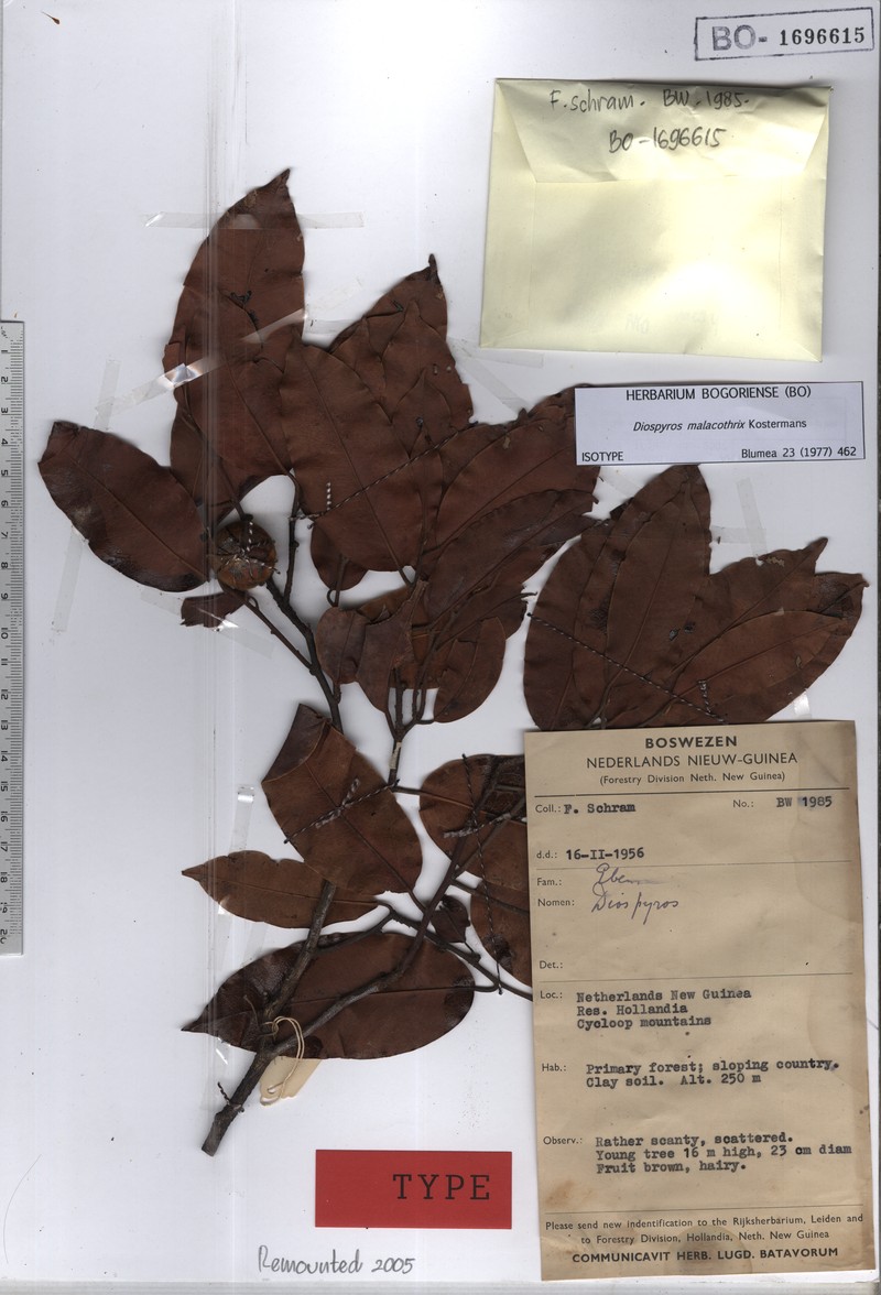 Diospyros malacothrix photo 2
