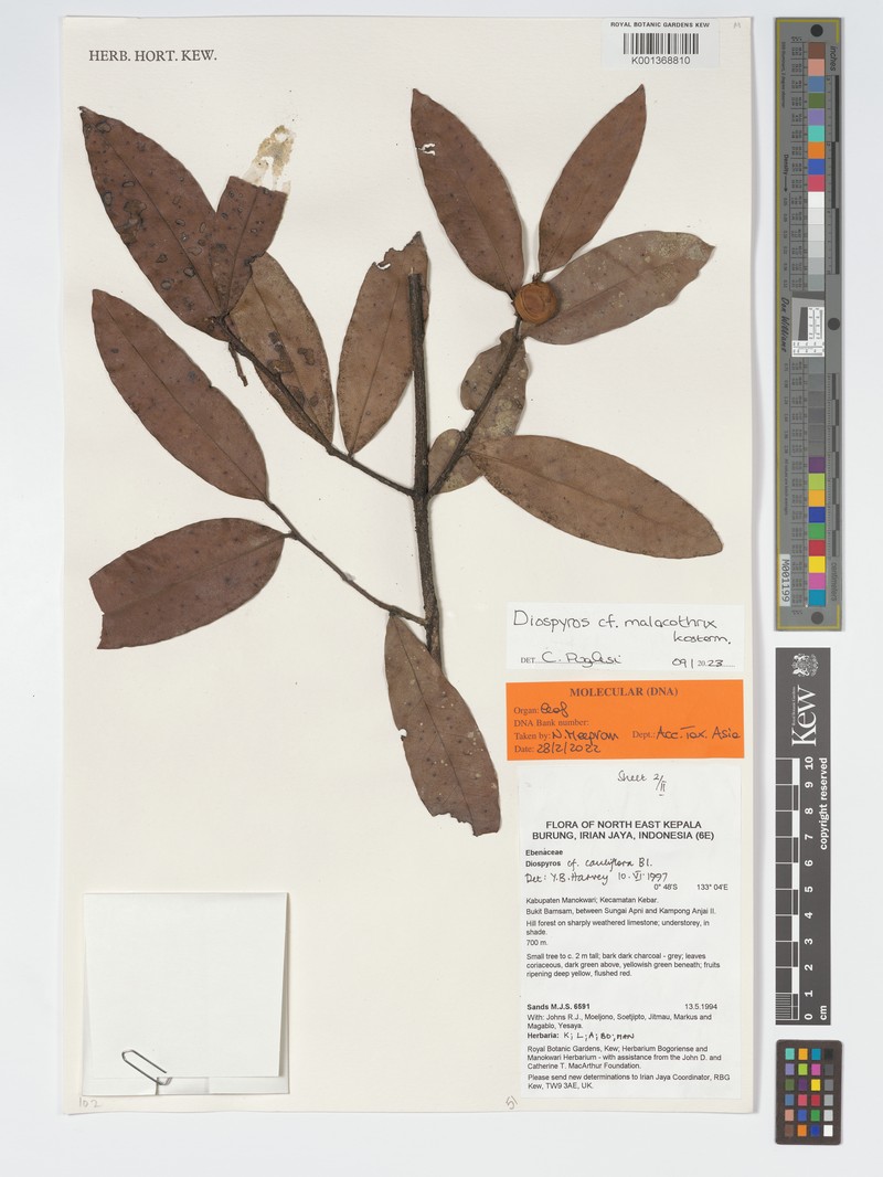 Diospyros malacothrix photo 3