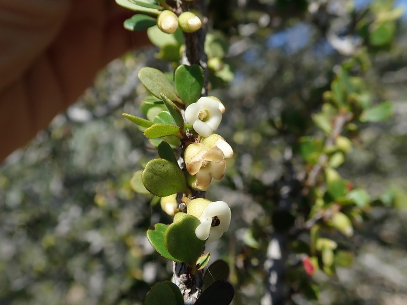 Diospyros manampetsae