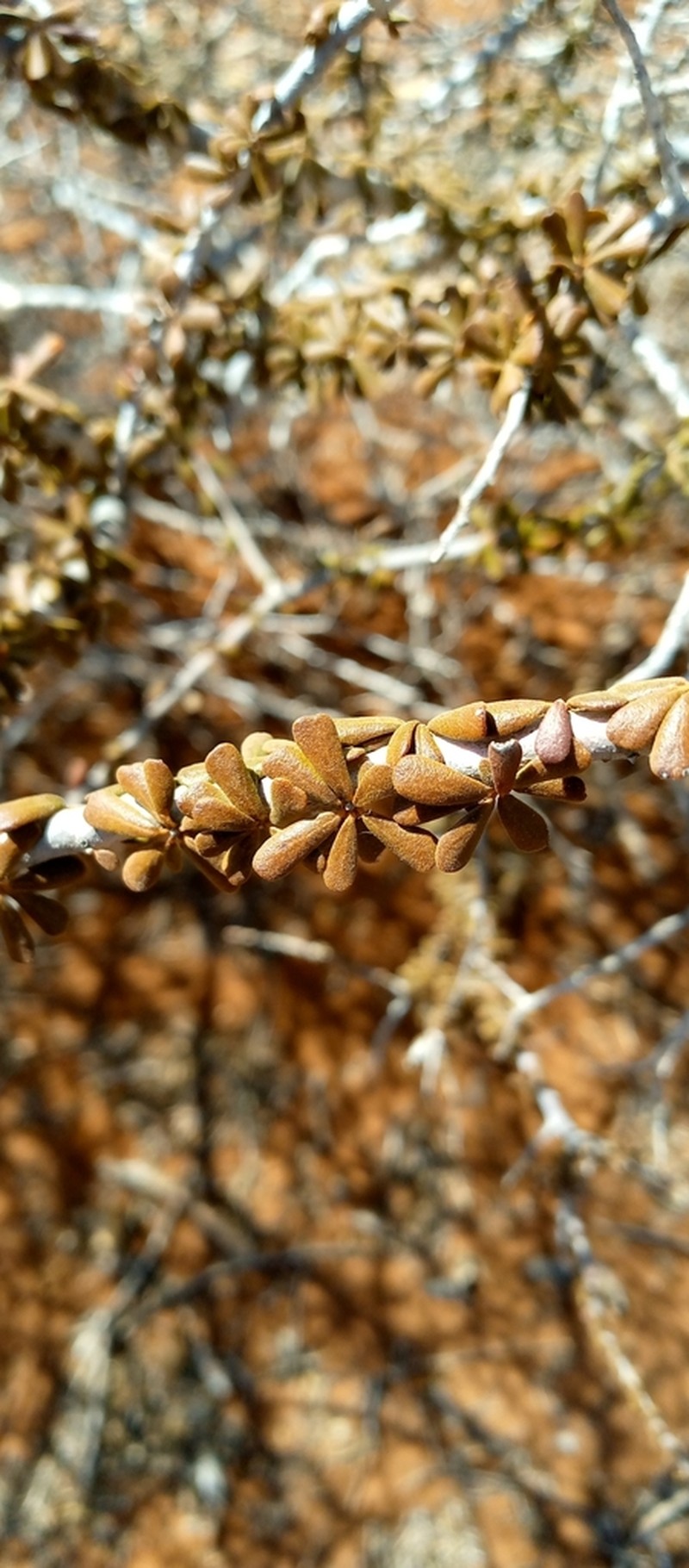 Diospyros manampetsae photo 2