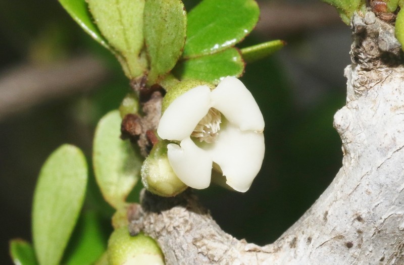 Diospyros manampetsae photo 3